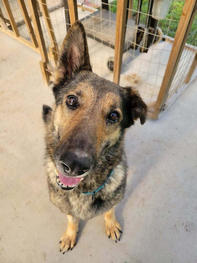 Truvy - German Shepherd Dog