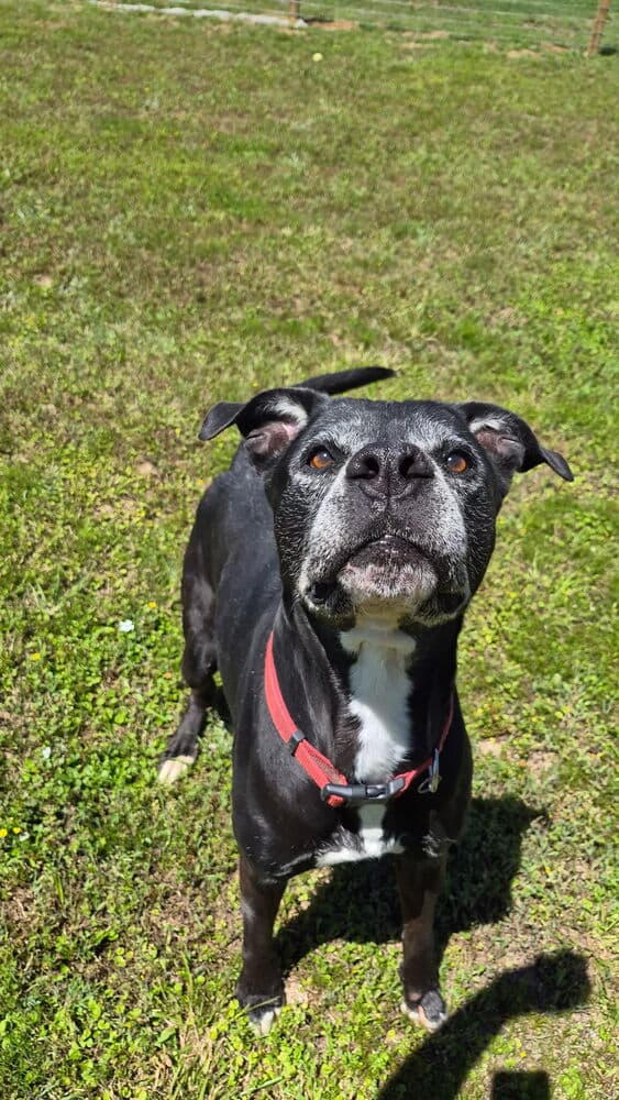 Tk - Pit Bull Terrier