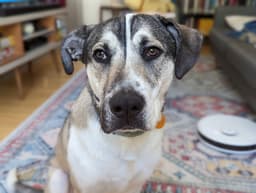 Ruger image 1