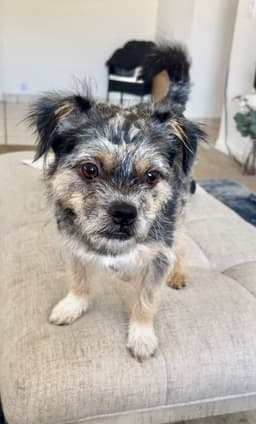 Scruffy image 1