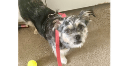 Scruffy image 2