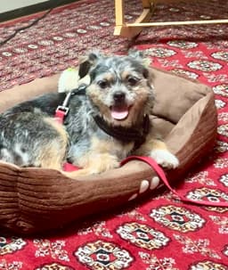 Scruffy image 3