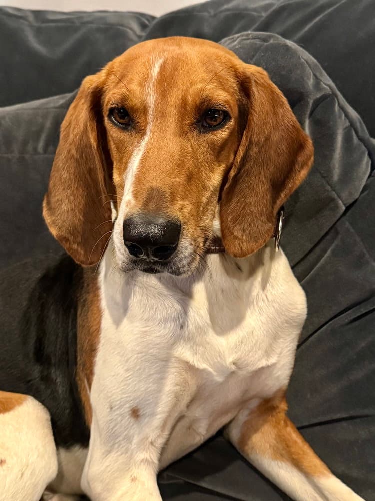 Canterbury - Treeing Walker Coonhound