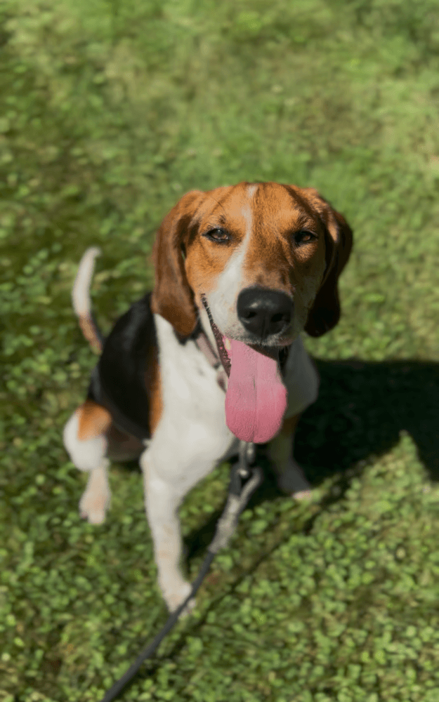 Canterbury - Treeing Walker Coonhound