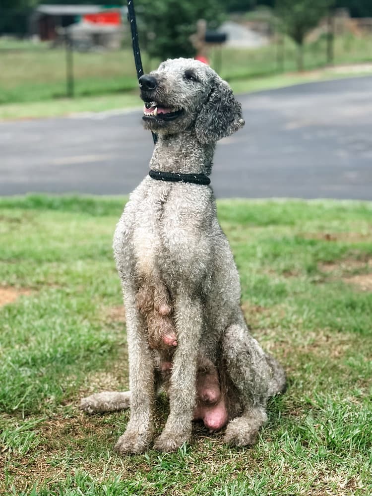 Dorthea - Poodle (Standard)