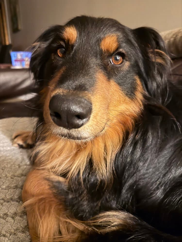 Creed - Australian Shepherd
