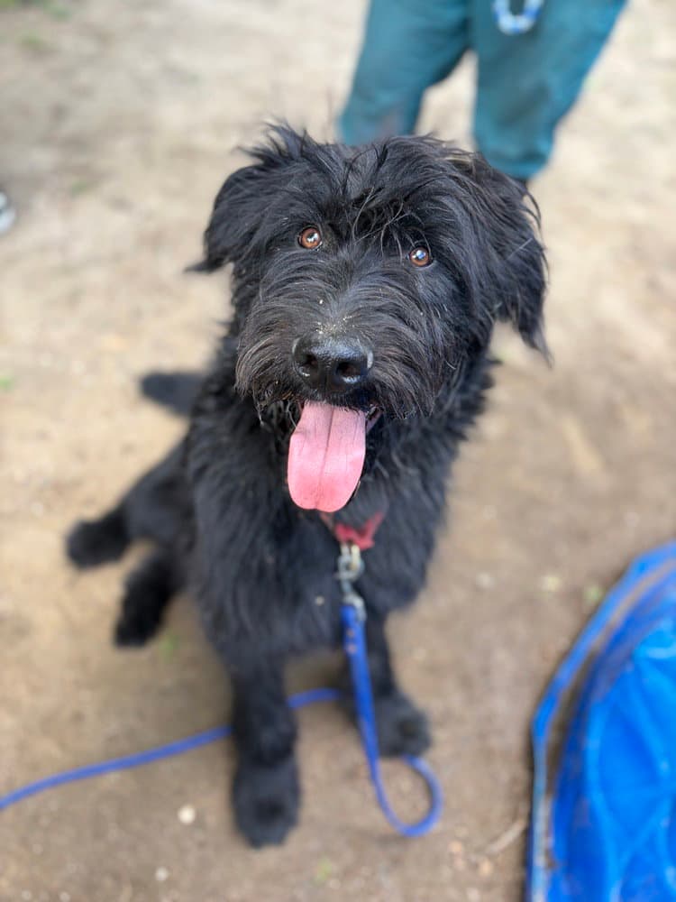 Bingo - Schnauzer