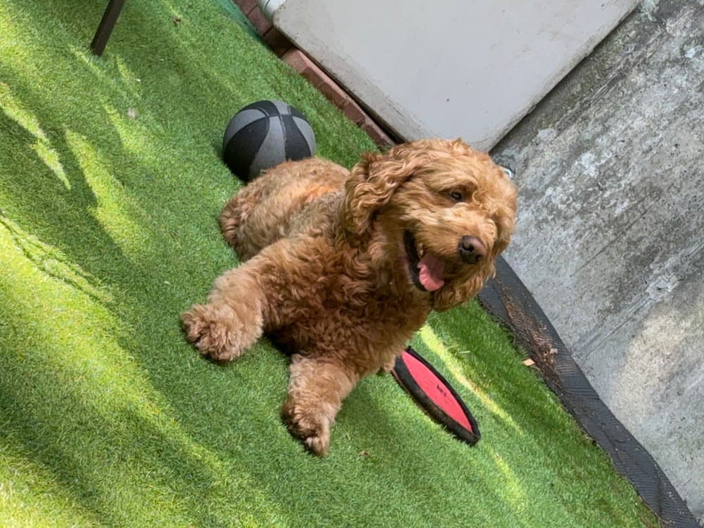 Rian - Golden Retriever