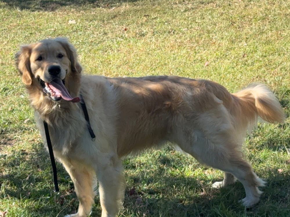 Rex - Golden Retriever