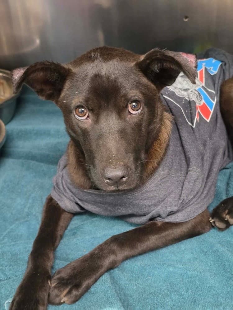 Ernie - Labrador Retriever