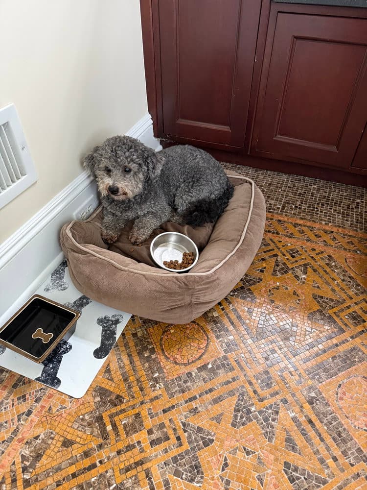 Mikey - Poodle (Miniature)
