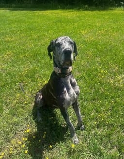 Duke The Dane image 1