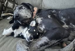 Duke The Dane image 2