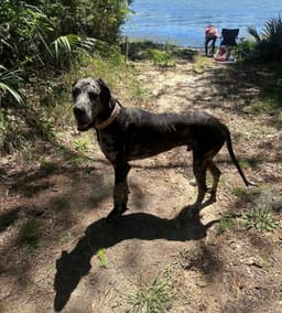 Duke The Dane image 3