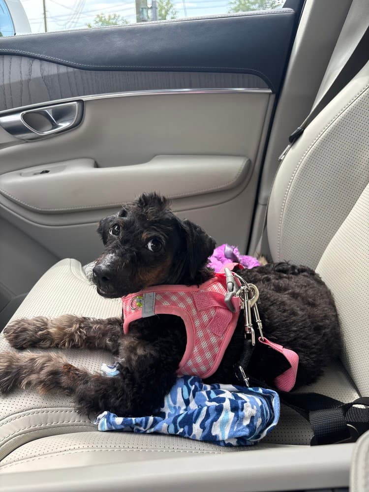 Miss T Aka Willow - Poodle (unknown type)