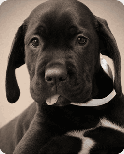 Gertie Corso Puppies image 1