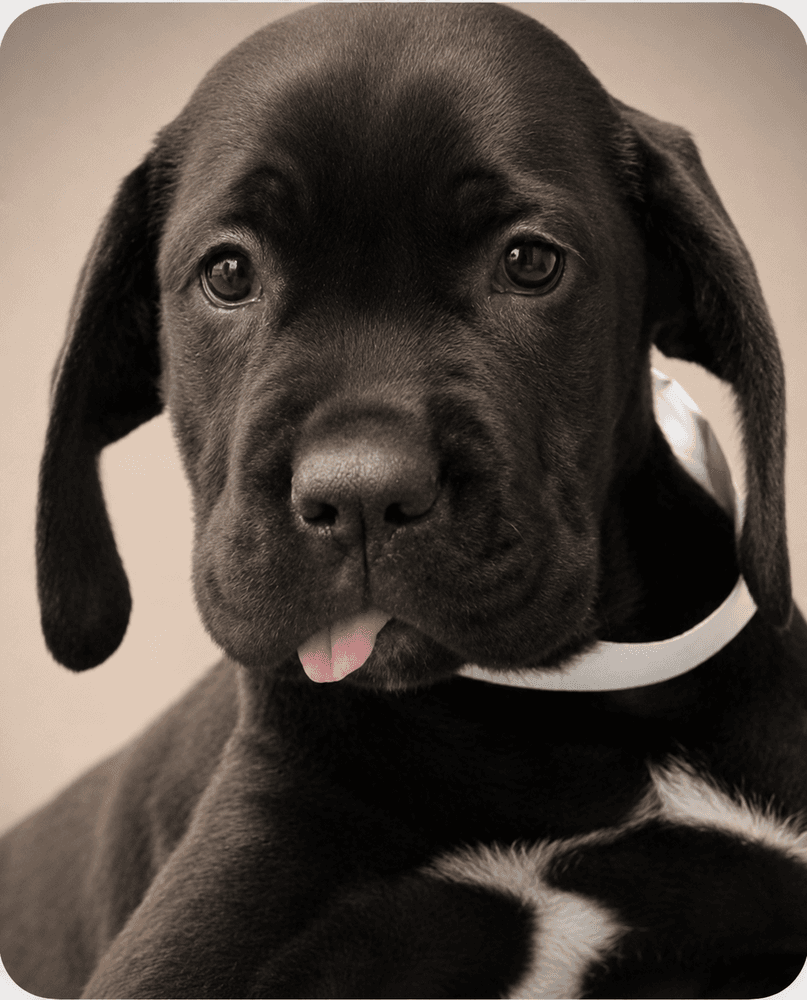 Gertie Corso Puppies - Cane Corso Mastiff