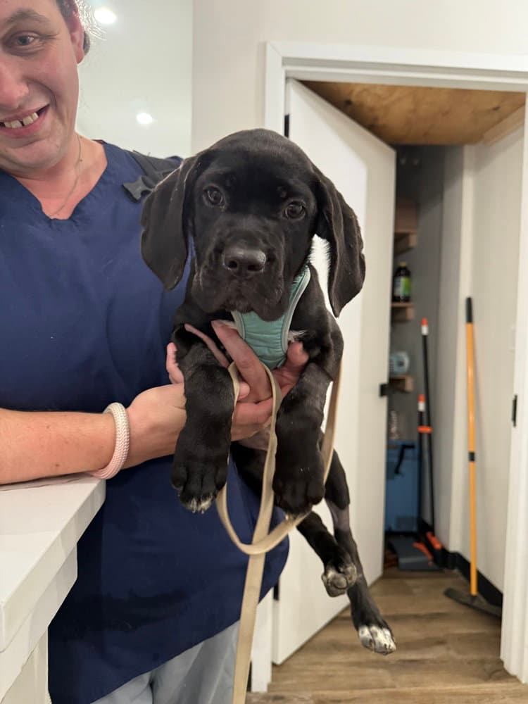 Bianca Corso Puppies - Cane Corso Mastiff
