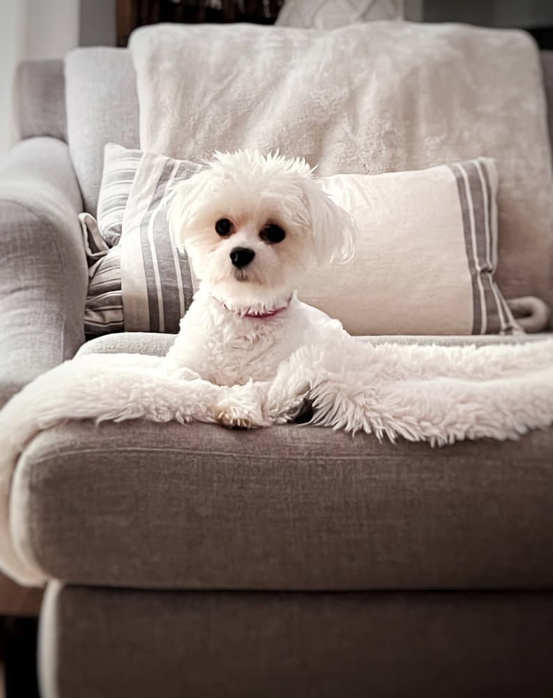 Snow Momma - Maltese