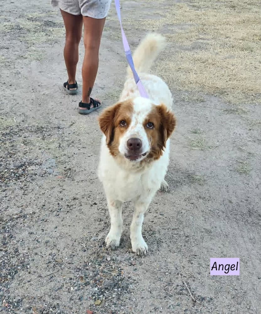 Angel The Amazing - Great Pyrenees