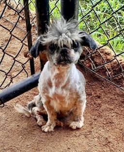 Mr Coco image 1