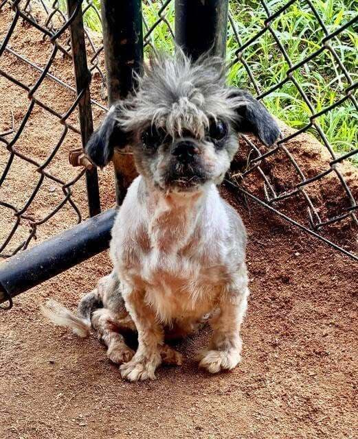 Mr Coco - Shih Tzu