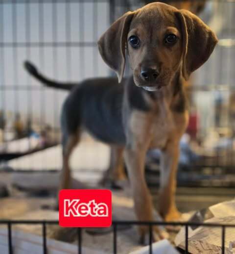 Keta - Labrador Retriever
