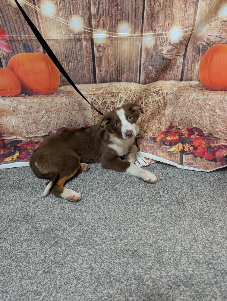 Clover Aussie - Australian Shepherd