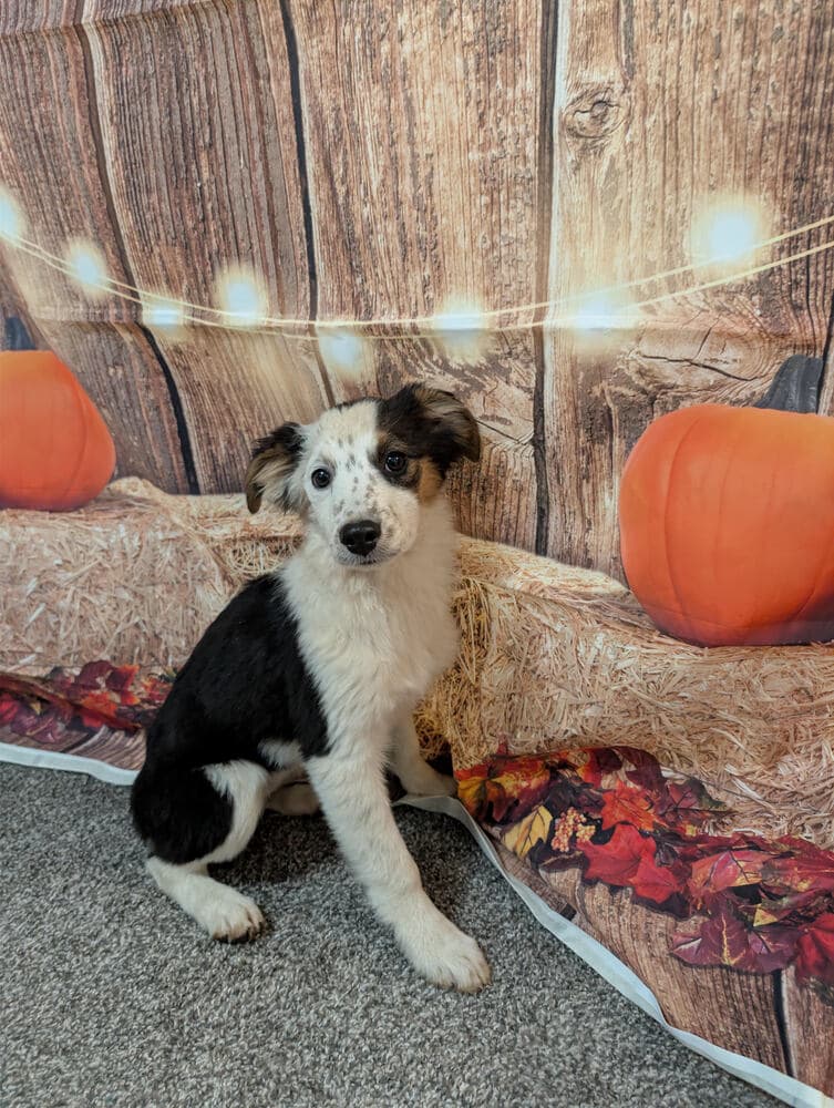 Emily Aussie - Australian Shepherd