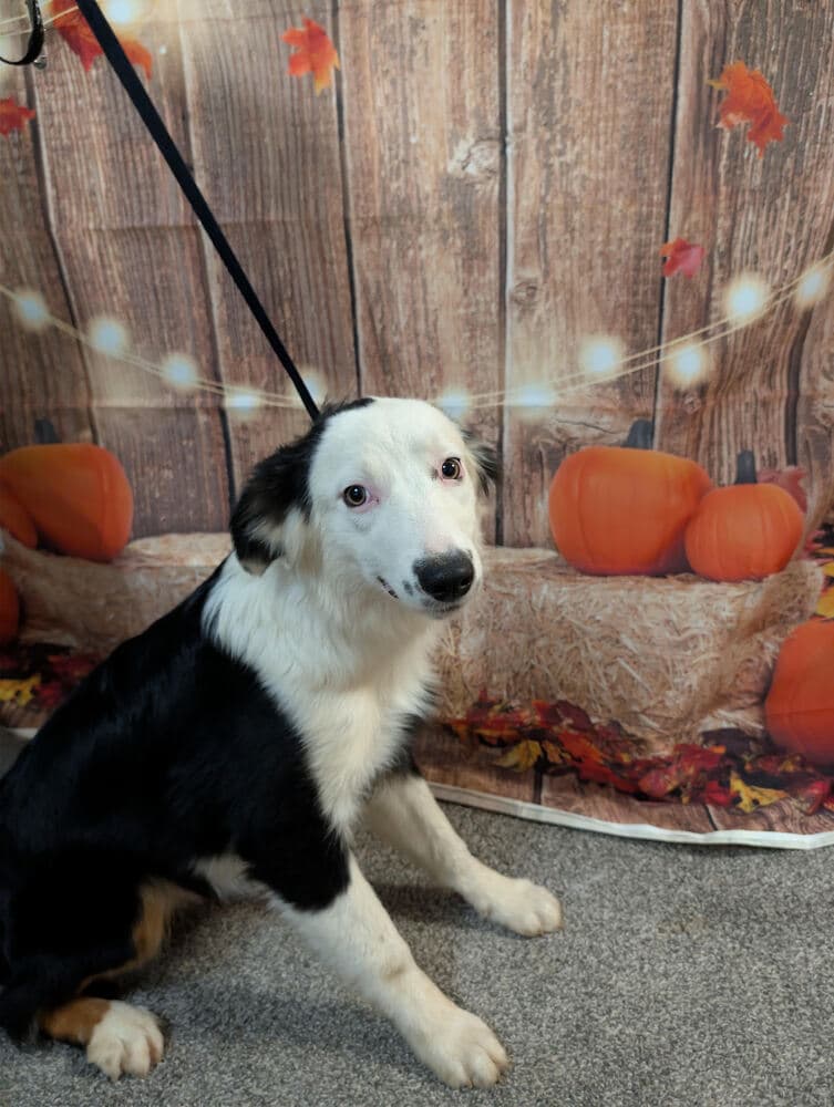 Aspen - Australian Shepherd
