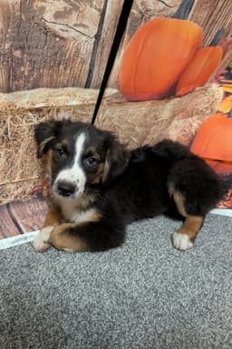 Ben Aussie image 1