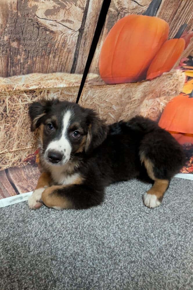 Ben Aussie - Australian Shepherd