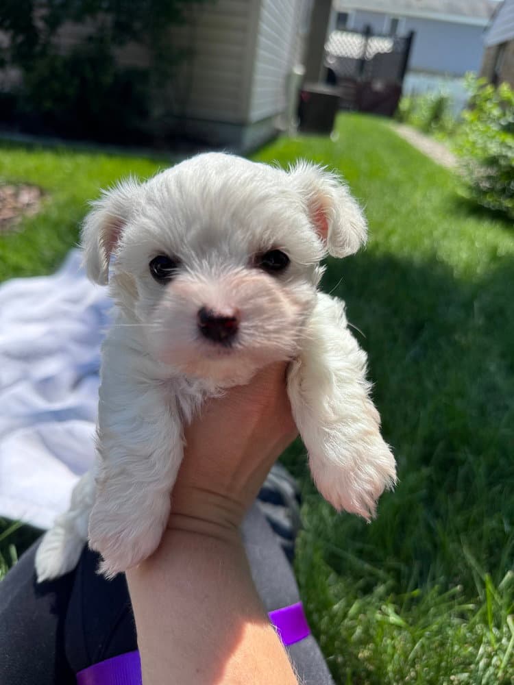 Veruca Snow's Litter - Maltese