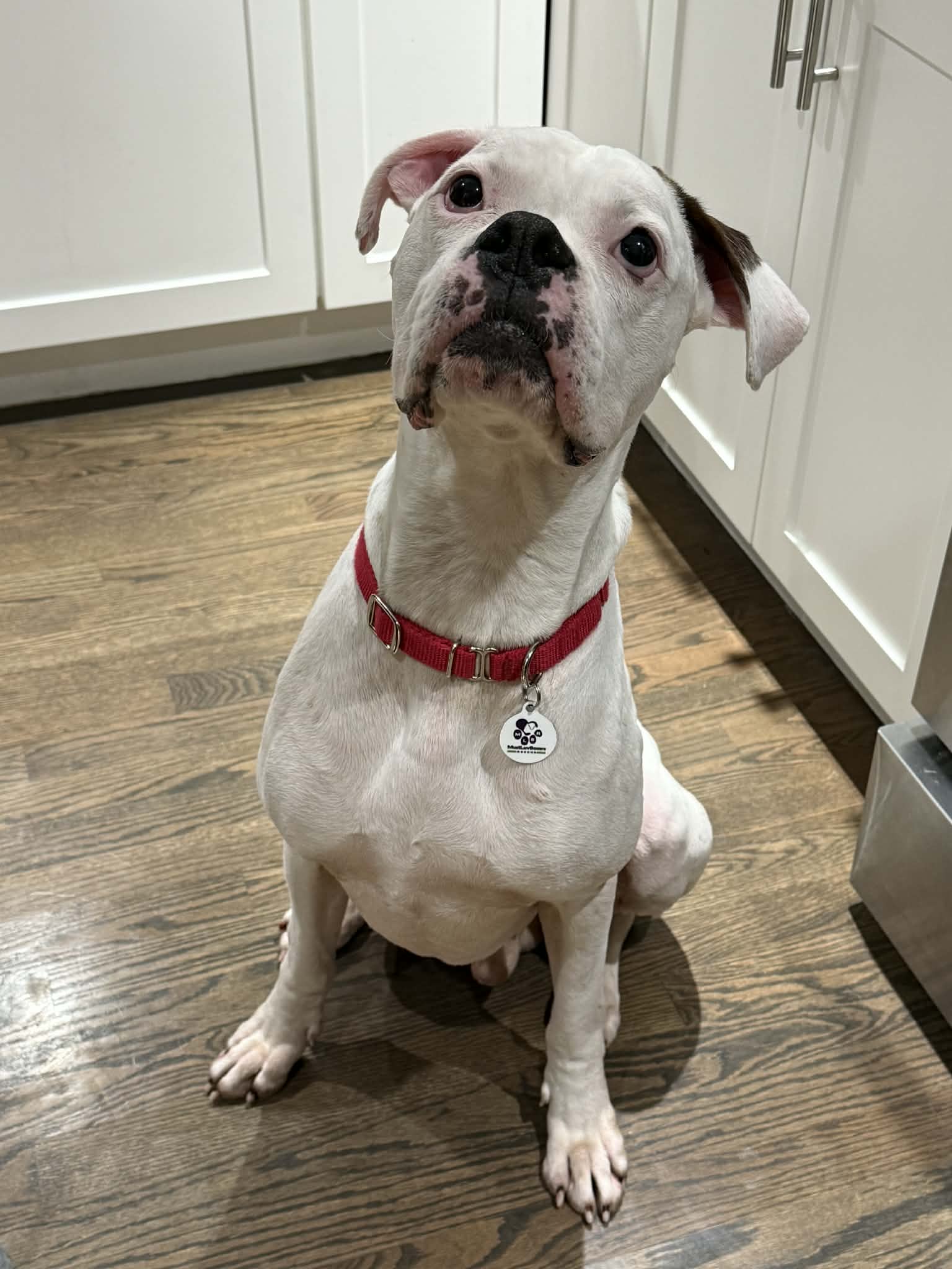Bosco - Boxer