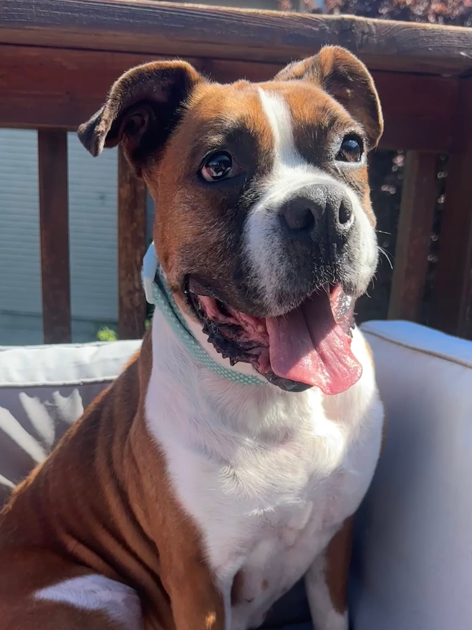 Kardi - Boxer