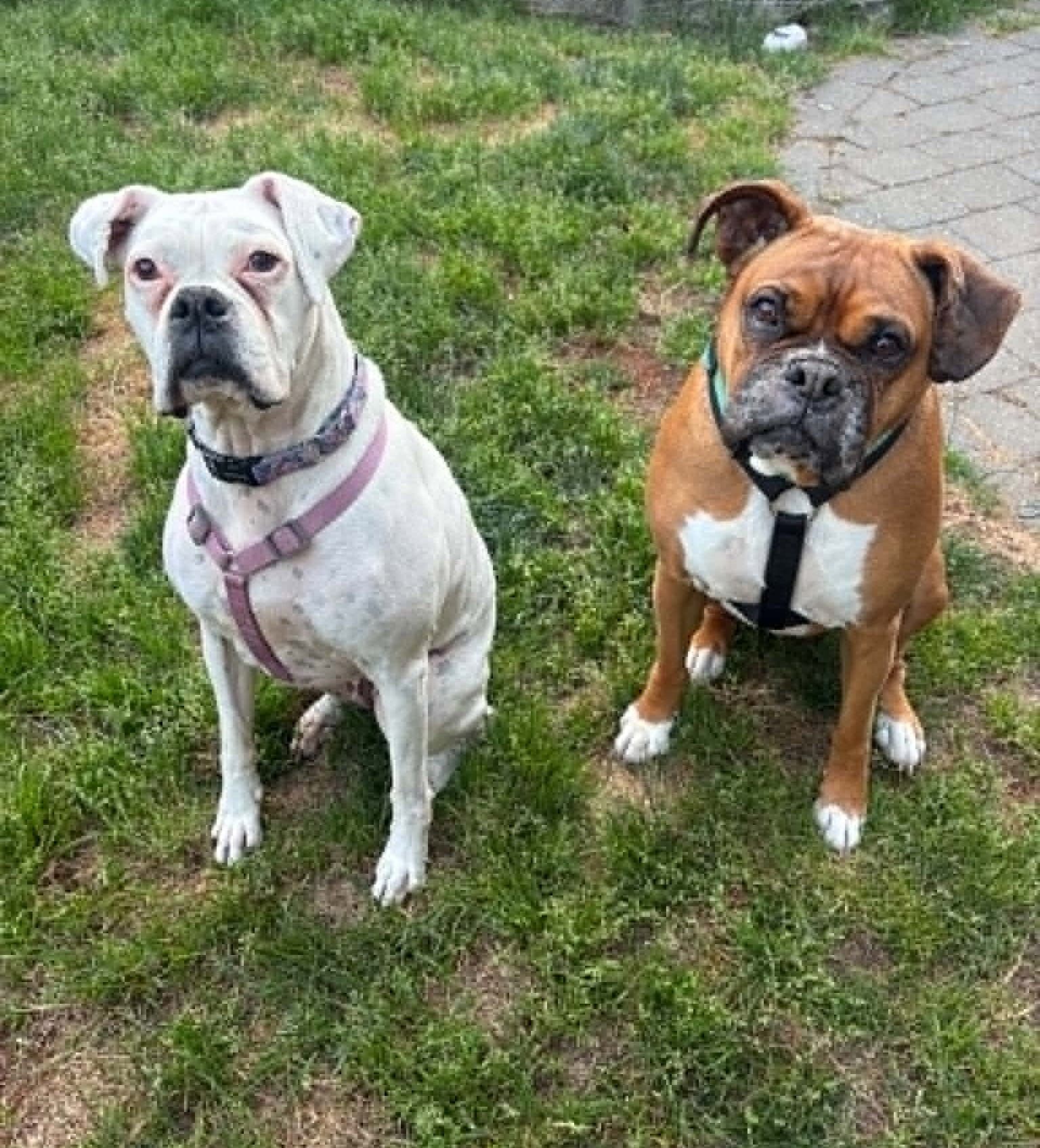 Quinn - Boxer