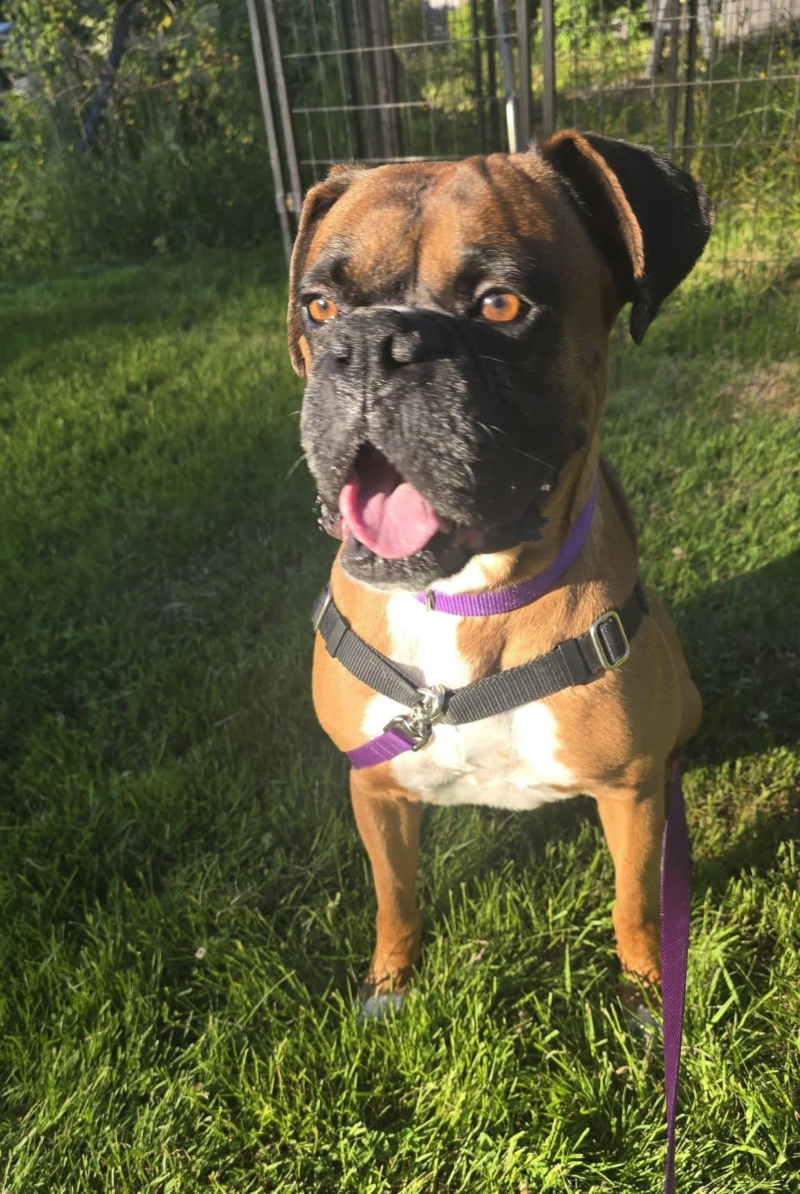 Memphis - Boxer
