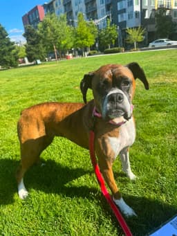 Abby image 1