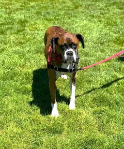 Abby image 4