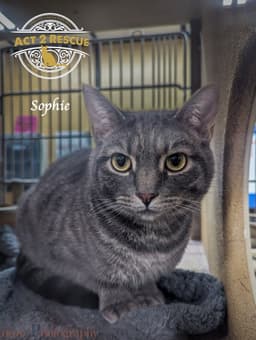 Sophie image 1