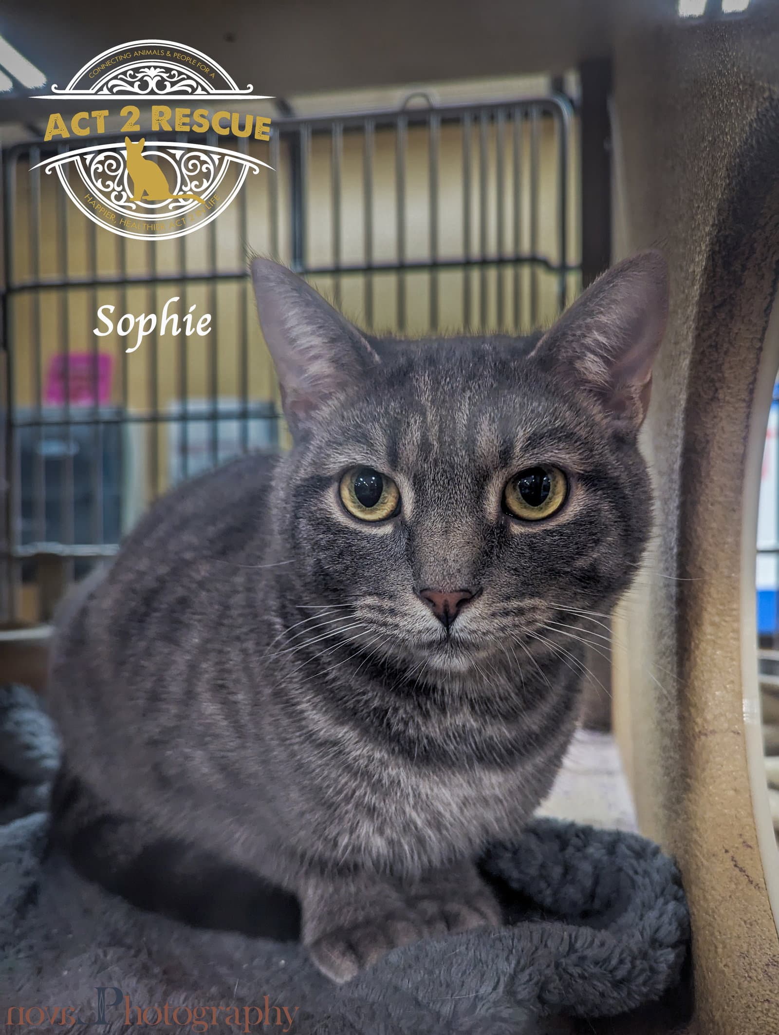 Sophie - Domestic Short Hair