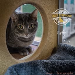 Sophie image 2