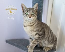 Dobby image 1