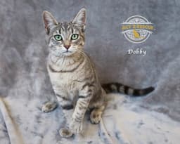 Dobby image 2