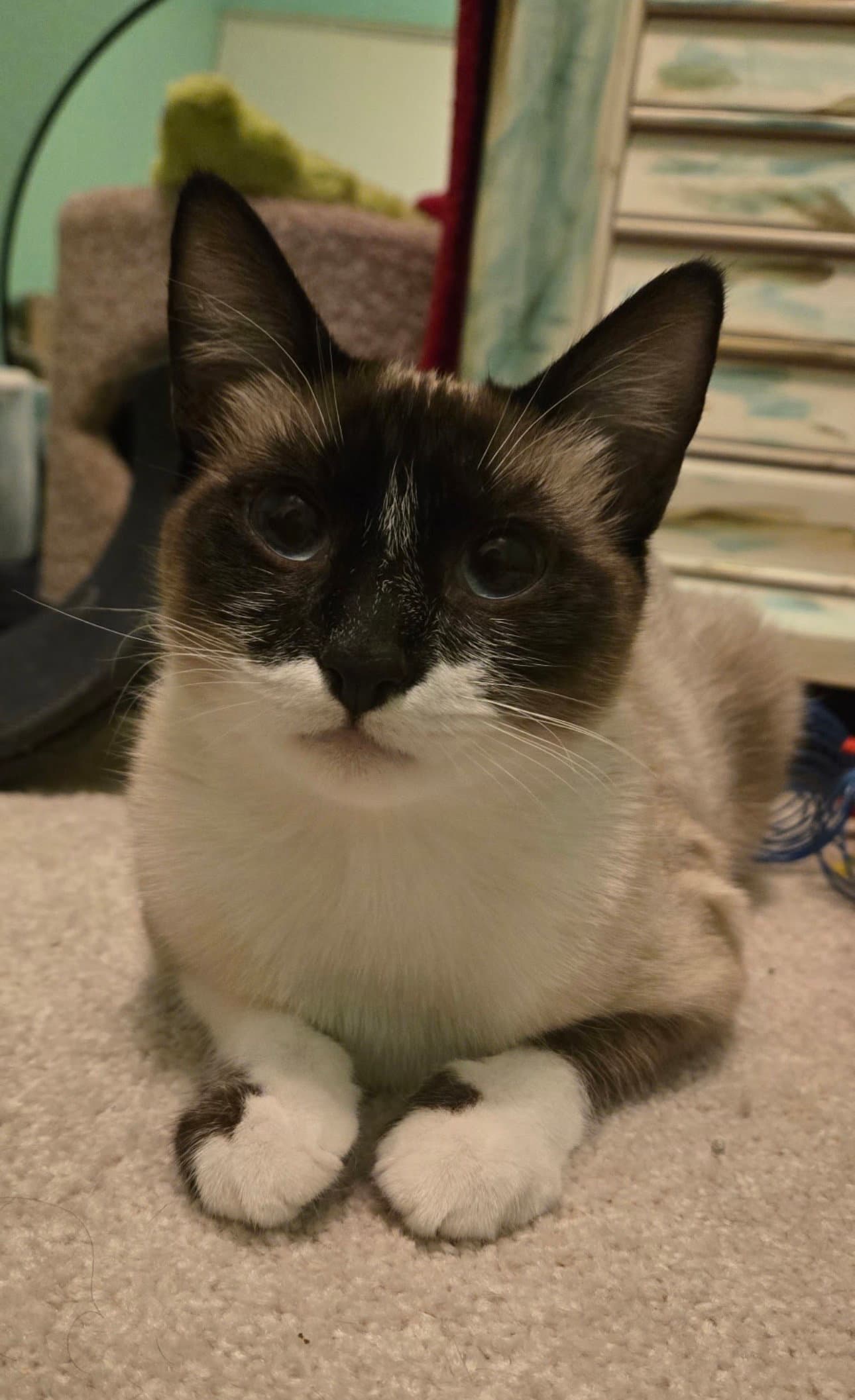 Katniss - Siamese