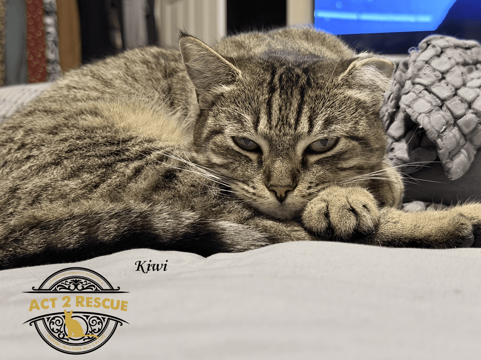 Kiwi - Domestic Short Hair