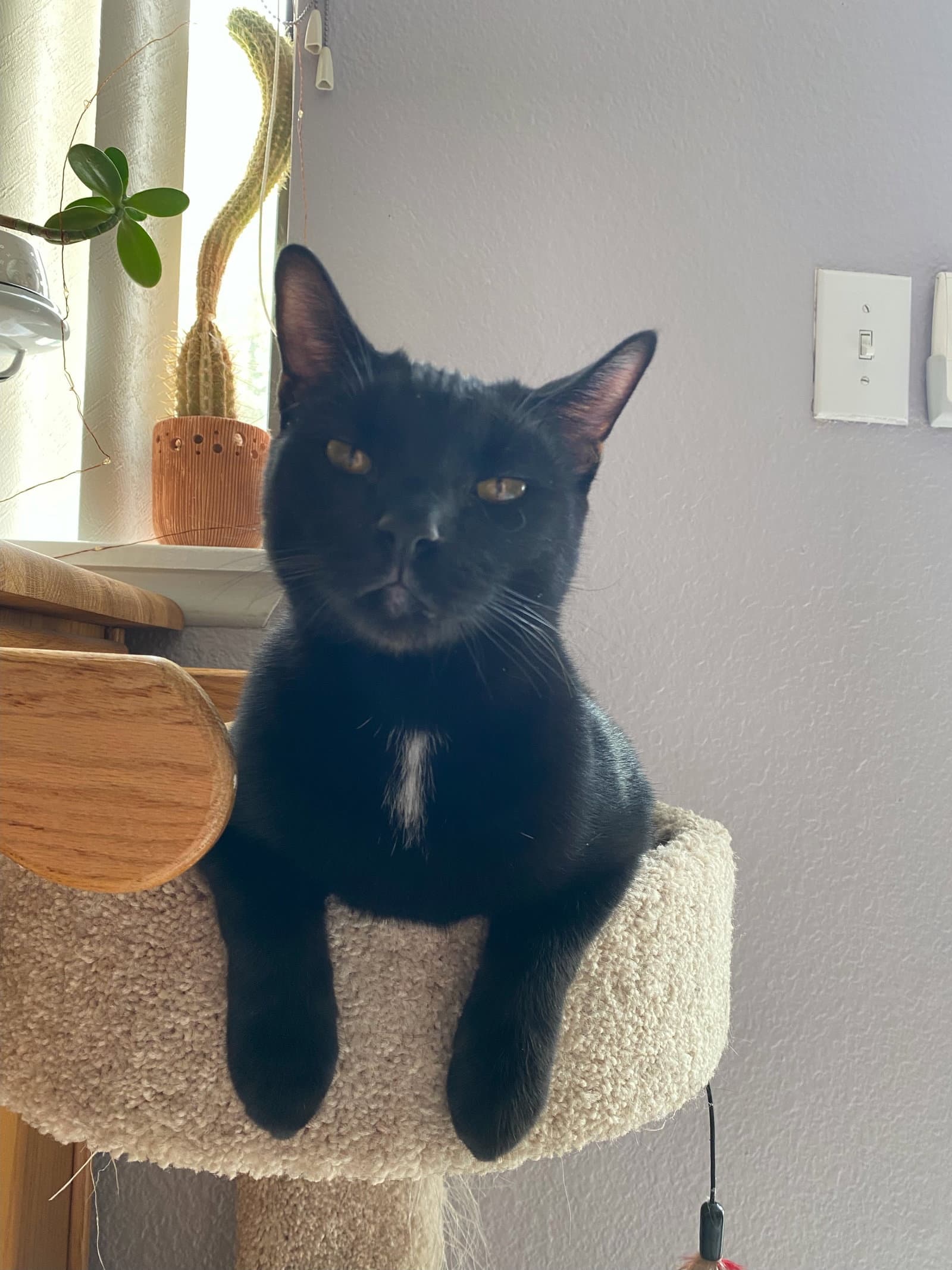Monty - Domestic Short Hair