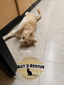 Strudel image 1