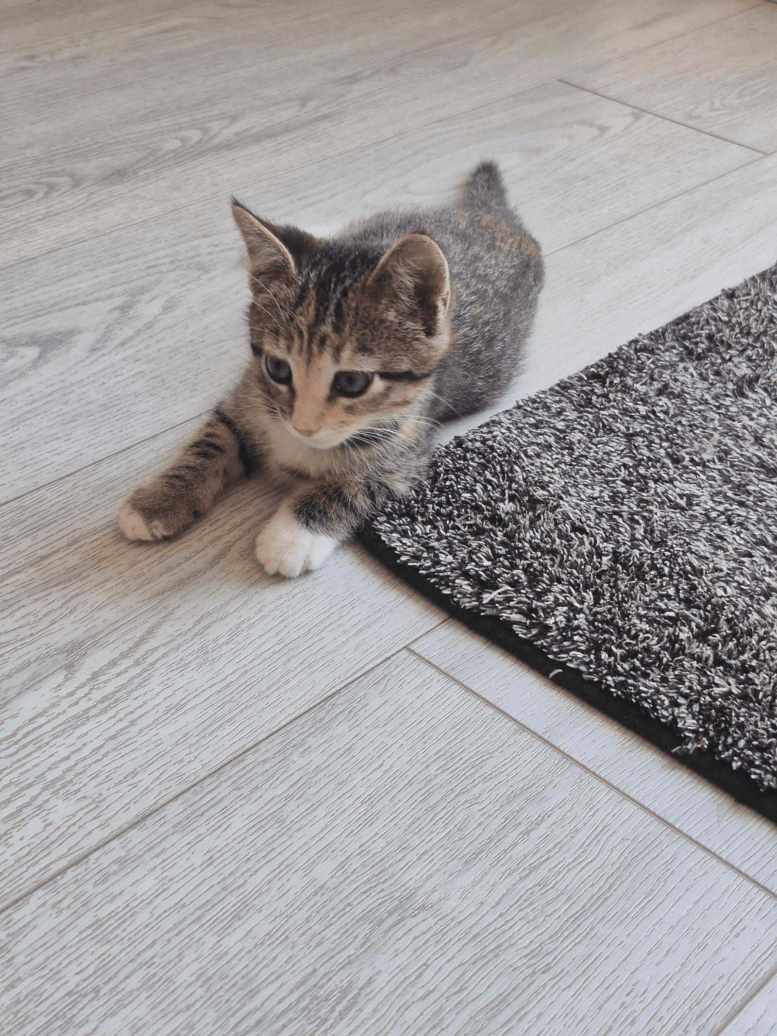 Devyn - Domestic Short Hair