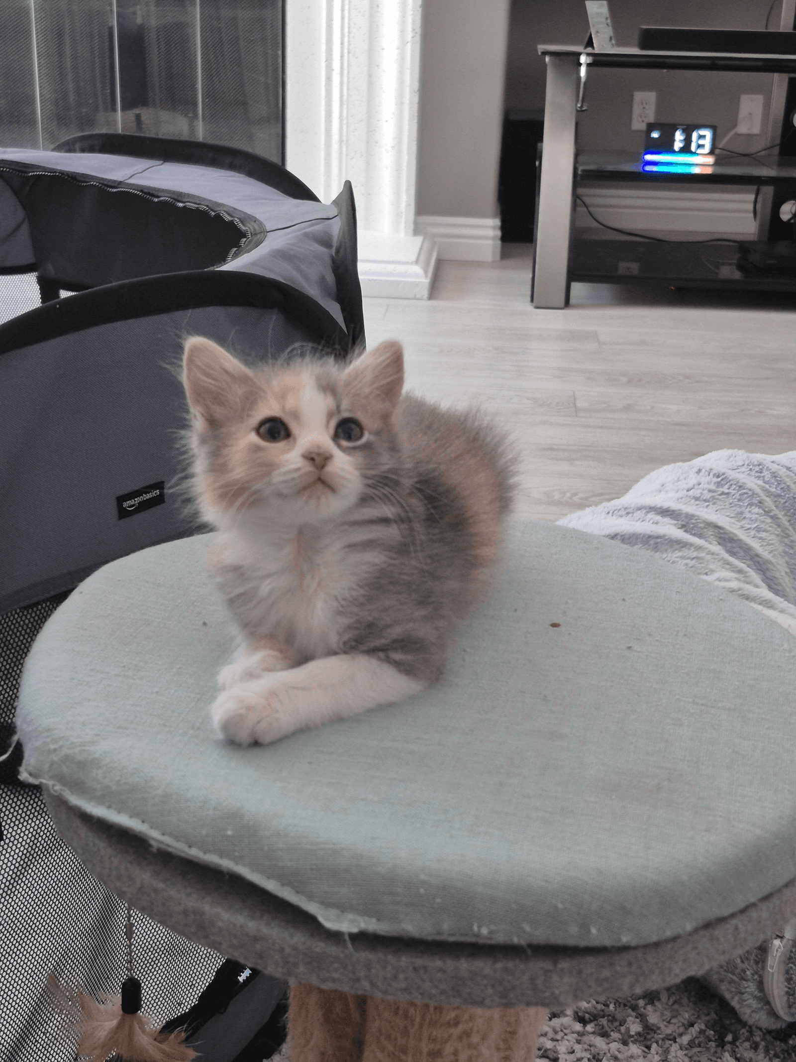 Dori - Dilute Calico